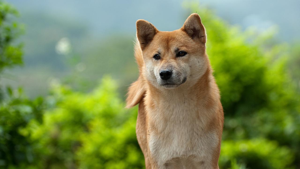 Порода собаки из фильма хатико фото