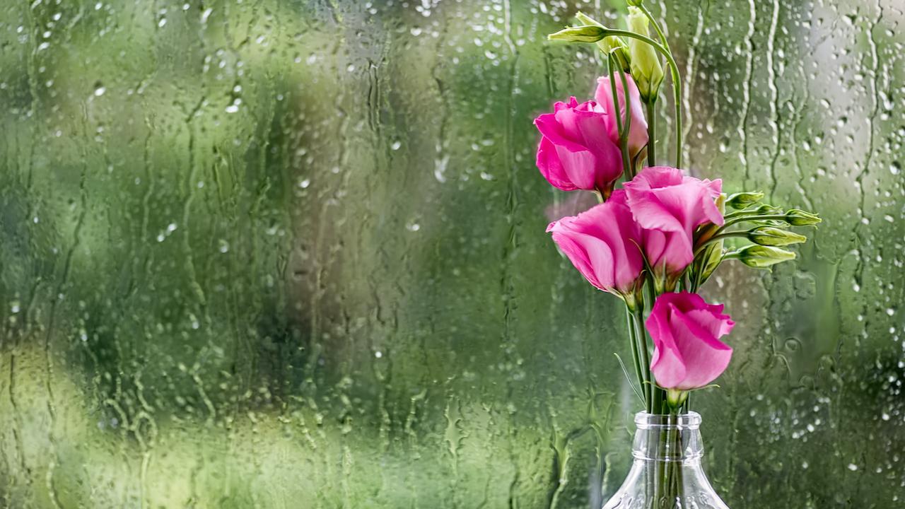 Цветы в дождливый день